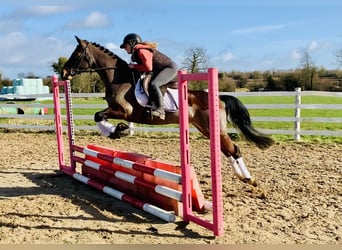 Connemara, Yegua, 4 años, 142 cm, Castaño