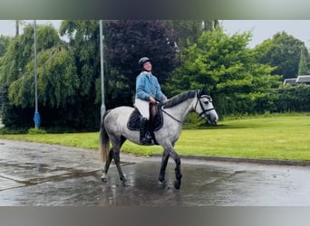 Connemara, Yegua, 4 años, 143 cm, Tordo rodado