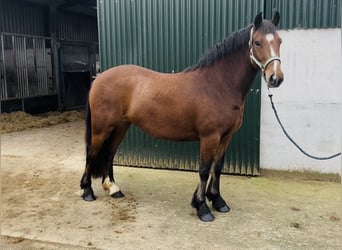 Connemara, Yegua, 4 años, 144 cm, Castaño