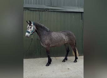 Connemara, Yegua, 4 años, 144 cm, Tordo rodado