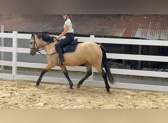 Connemara, Yegua, 4 años, 145 cm, Bayo