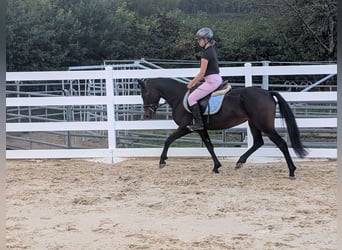 Connemara, Yegua, 4 años, 145 cm, Castaño