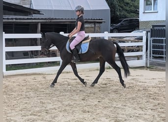 Connemara, Yegua, 4 años, 145 cm, Castaño