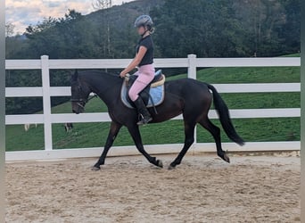 Connemara, Yegua, 4 años, 145 cm, Castaño