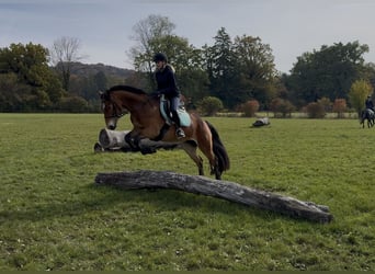 Connemara, Yegua, 4 años, 145 cm, Castaño