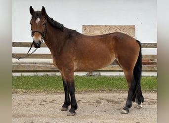 Connemara, Yegua, 4 años, 145 cm, Castaño
