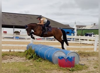 Connemara, Yegua, 4 años, 145 cm, Castaño rojizo