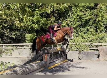 Connemara, Yegua, 4 años, 145 cm, Castaño rojizo