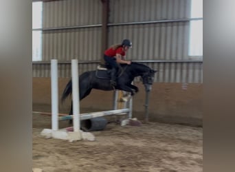 Connemara, Yegua, 4 años, 145 cm, Tordillo negro