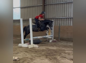 Connemara, Yegua, 4 años, 145 cm, Tordillo negro
