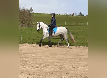 Connemara, Yegua, 4 años, 145 cm, Tordillo negro