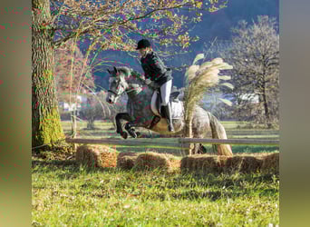 Connemara, Yegua, 4 años, 145 cm, Tordo