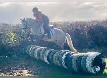 Connemara, Yegua, 4 años, 145 cm, Tordo