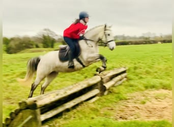 Connemara, Yegua, 4 años, 145 cm, Tordo