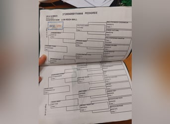 Connemara, Yegua, 4 años, 145 cm, Tordo