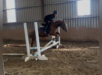 Connemara, Yegua, 4 años, 146 cm, Alazán