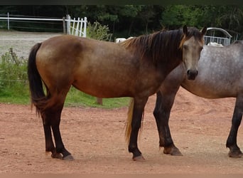 Connemara, Yegua, 4 años, 146 cm, Bayo