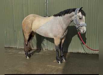 Connemara, Yegua, 4 años, 146 cm, Bayo