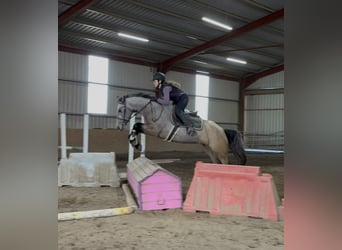 Connemara, Yegua, 4 años, 146 cm, Bayo