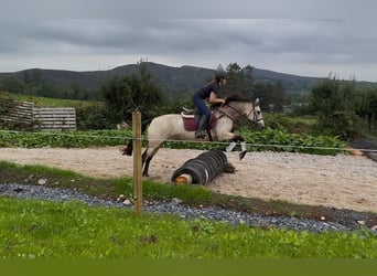 Connemara, Yegua, 4 años, 146 cm, Bayo