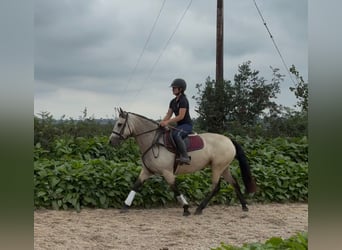 Connemara, Yegua, 4 años, 146 cm, Bayo