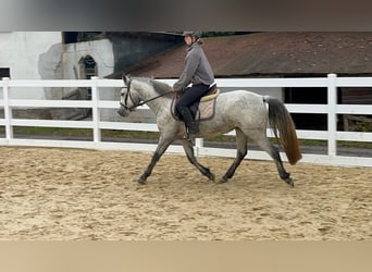 Connemara, Yegua, 4 años, 146 cm, Tordo
