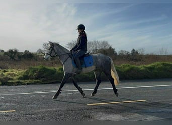 Connemara, Yegua, 4 años, 146 cm, Tordo