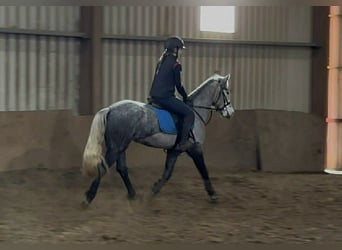 Connemara, Yegua, 4 años, 146 cm, Tordo