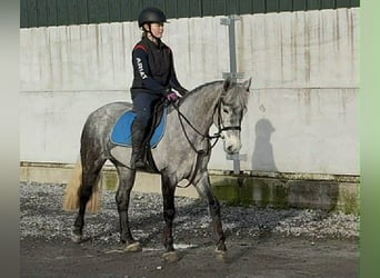 Connemara, Yegua, 4 años, 146 cm, Tordo