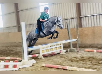 Connemara, Yegua, 4 años, 146 cm, Tordo rodado