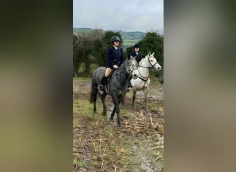 Connemara, Yegua, 4 años, 146 cm, Tordo rodado