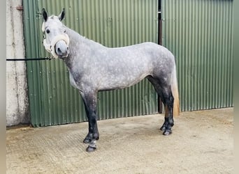 Connemara, Yegua, 4 años, 146 cm, Tordo rodado