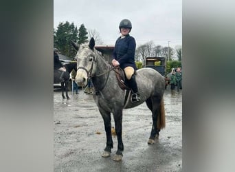 Connemara, Yegua, 4 años, 146 cm, Tordo rodado