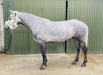 Connemara, Yegua, 4 años, 146 cm, Tordo rodado