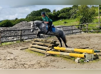 Connemara, Yegua, 4 años, 146 cm, Tordo rodado