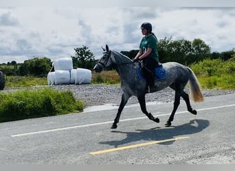 Connemara, Yegua, 4 años, 146 cm, Tordo rodado