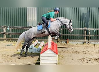 Connemara, Yegua, 4 años, 146 cm, Tordo rodado