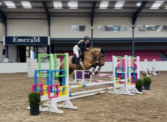 Connemara, Yegua, 4 años, 147 cm, Bayo
