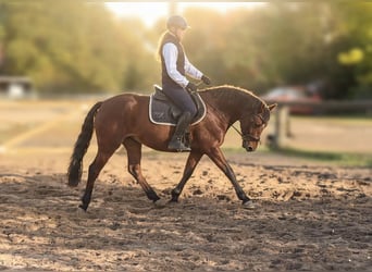Connemara, Yegua, 4 años, 147 cm, Castaño