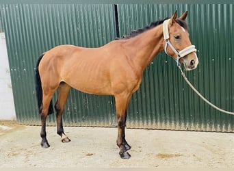 Connemara, Yegua, 4 años, 147 cm, Castaño