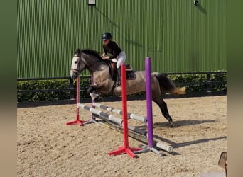 Connemara, Yegua, 4 años, 147 cm, Tordillo negro