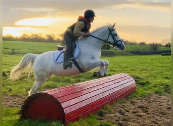 Connemara, Yegua, 4 años, 147 cm, Tordo