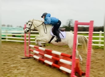 Connemara, Yegua, 4 años, 147 cm, Tordo