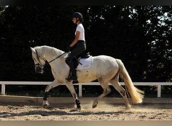 Connemara, Yegua, 4 años, 147 cm, Tordo