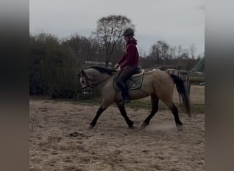 Connemara, Yegua, 4 años, 148 cm, Bayo