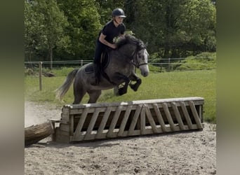Connemara, Yegua, 4 años, 148 cm, Bayo