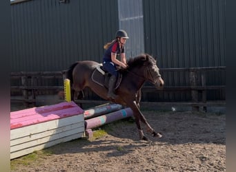 Connemara, Yegua, 4 años, 148 cm, Bayo