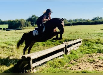 Connemara, Yegua, 4 años, 148 cm, Castaño