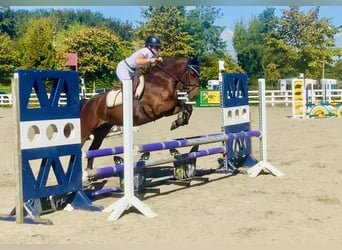 Connemara, Yegua, 4 años, 148 cm, Castaño