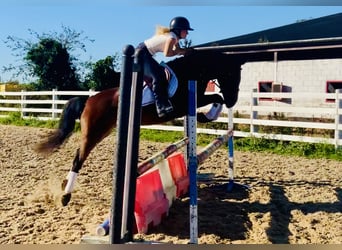 Connemara, Yegua, 4 años, 148 cm, Castaño